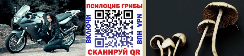 Псилоцибиновые грибы Cubensis Темрюк